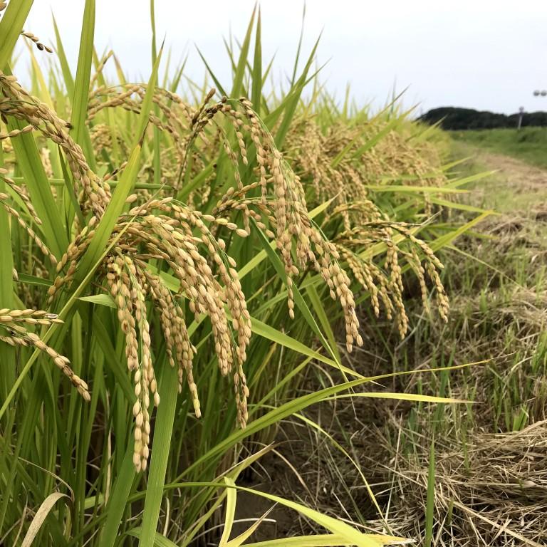 平成30年産 元気つくし