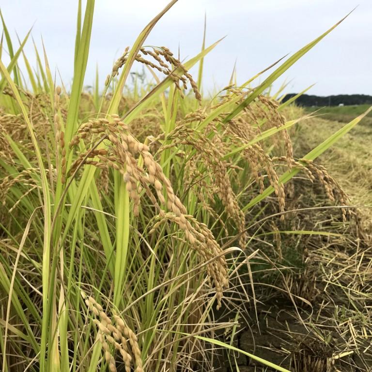 平成30年産 ササニシキ