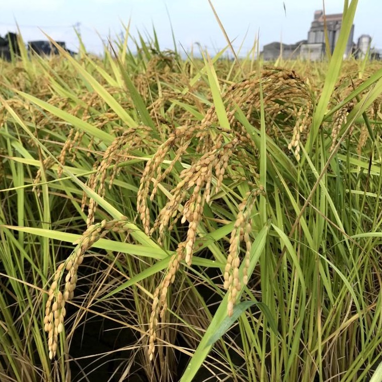平成30年産 夢つくし