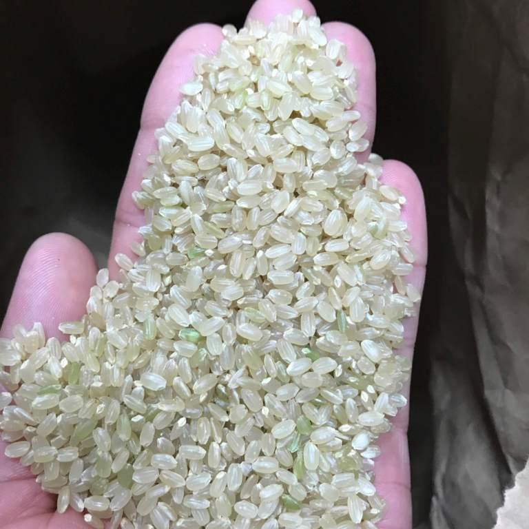 令和元年産 元気つくし