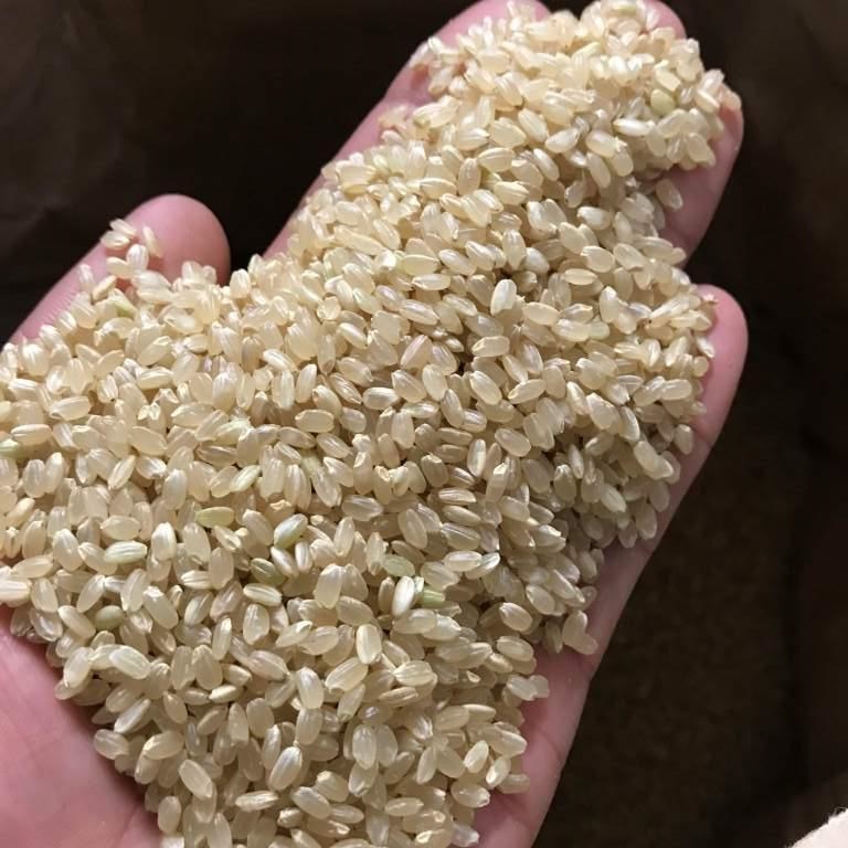 令和元年産 ヒノヒカリ