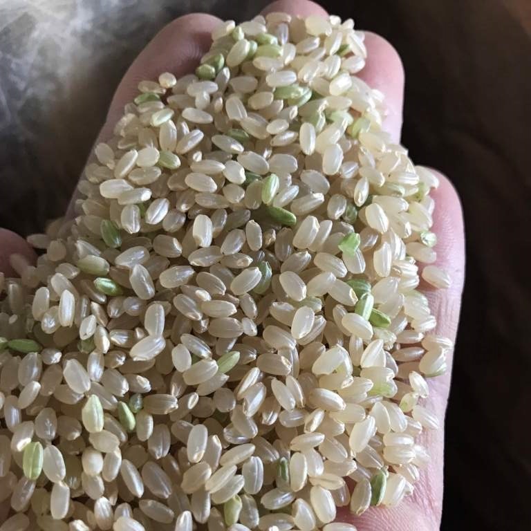 令和元年産 ササニシキ