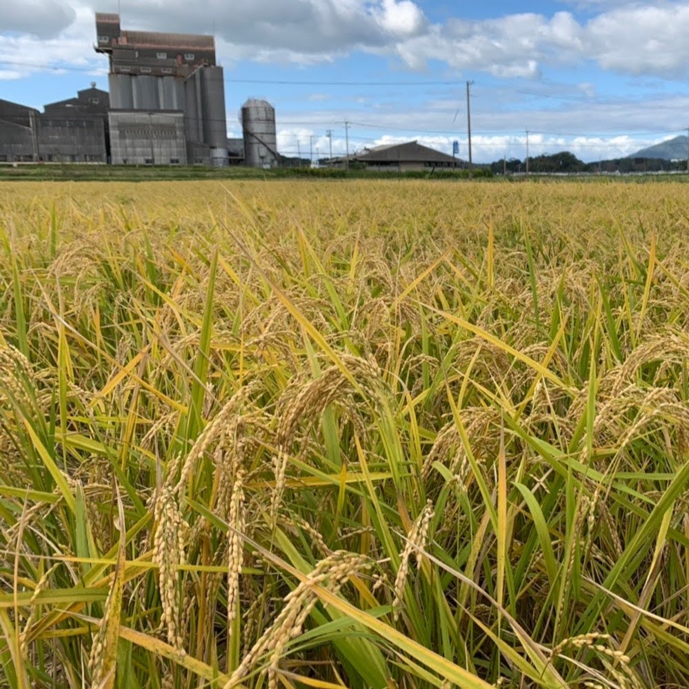 令和2年産 ヒノヒカリ