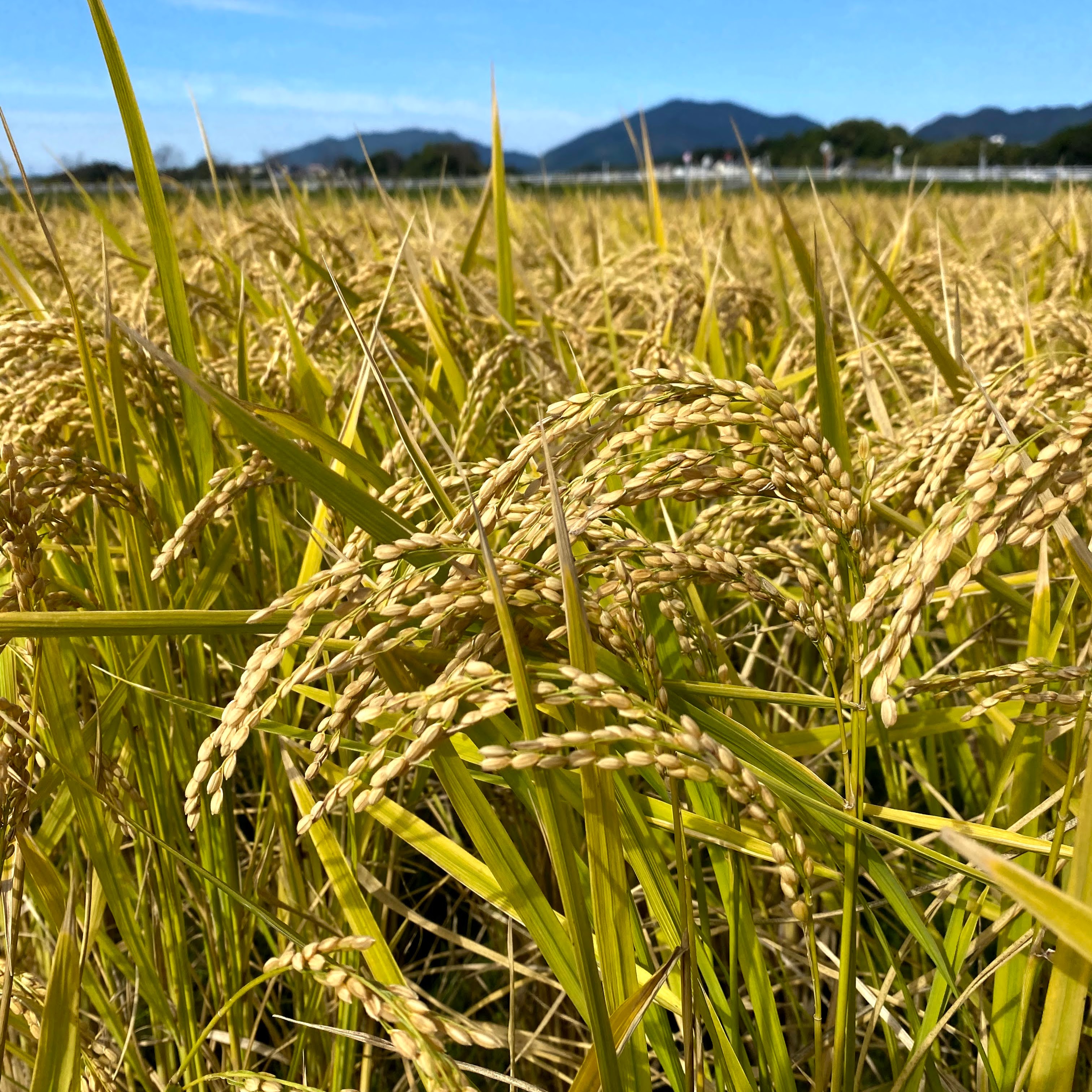 令和2年産 実りつくし