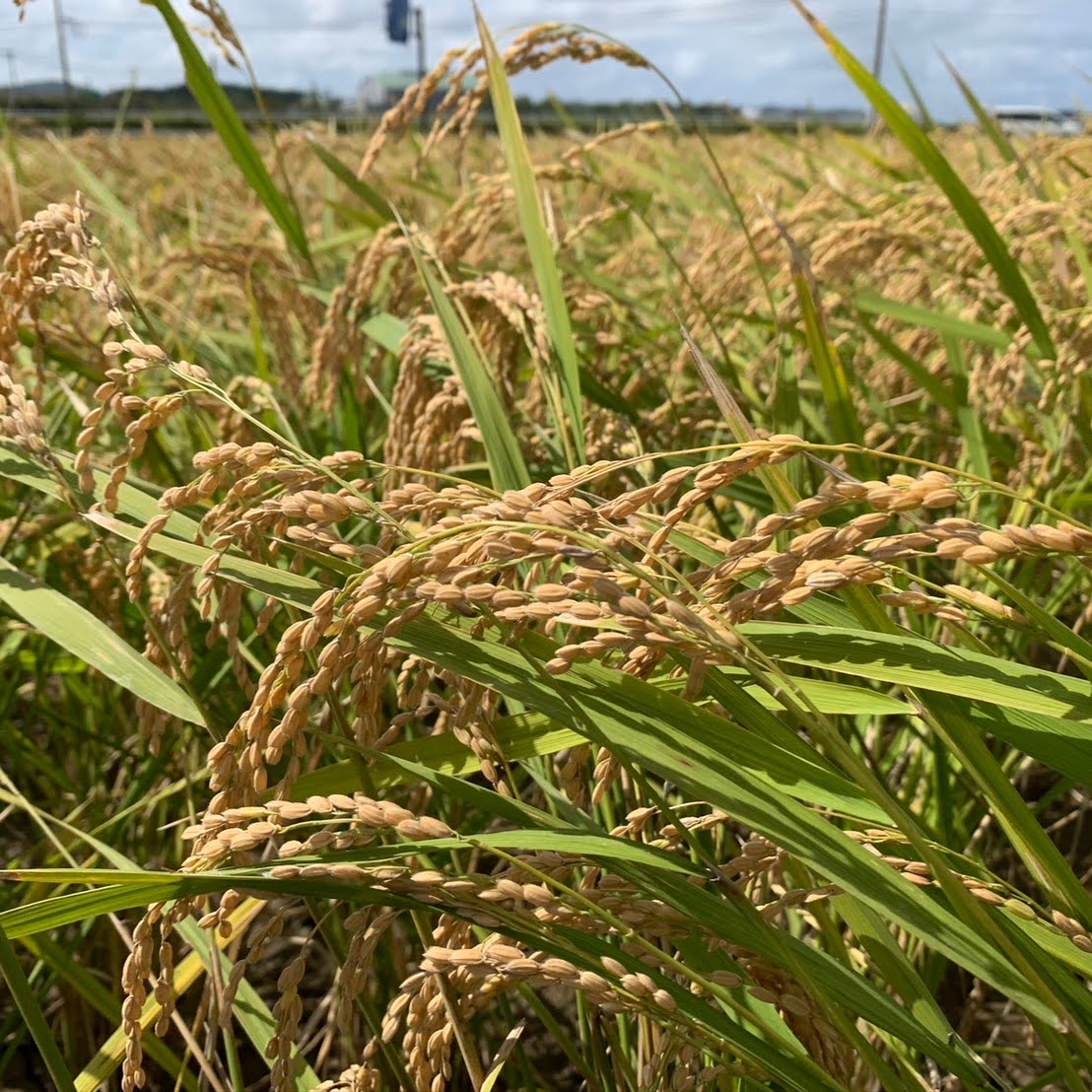 令和2年産 ササニシキ