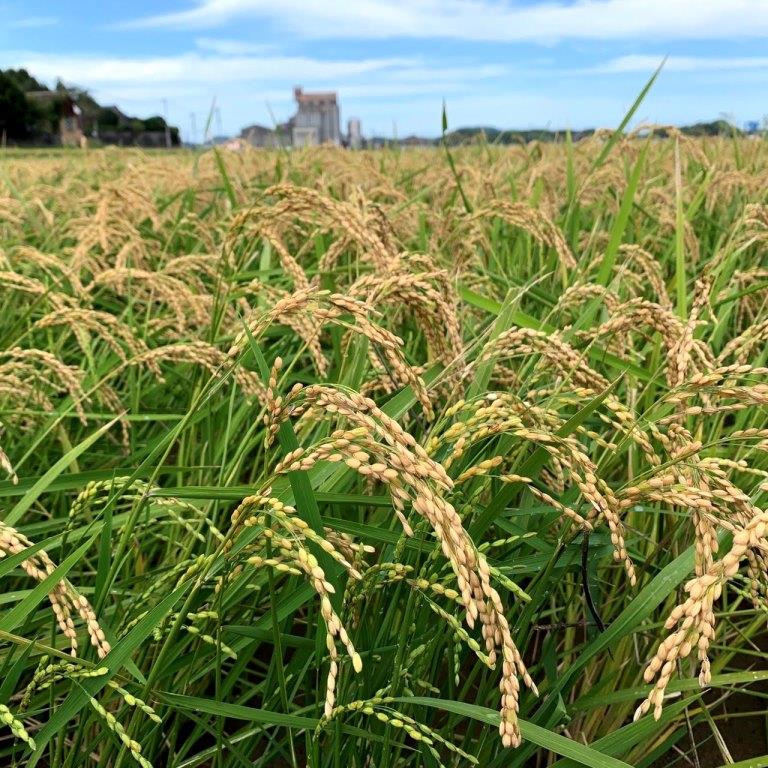 令和2年産 夢つくし