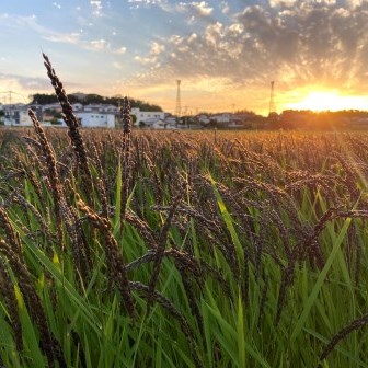 令和3年産 緑米(もち米)