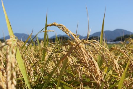 平成28年産元気つくし
