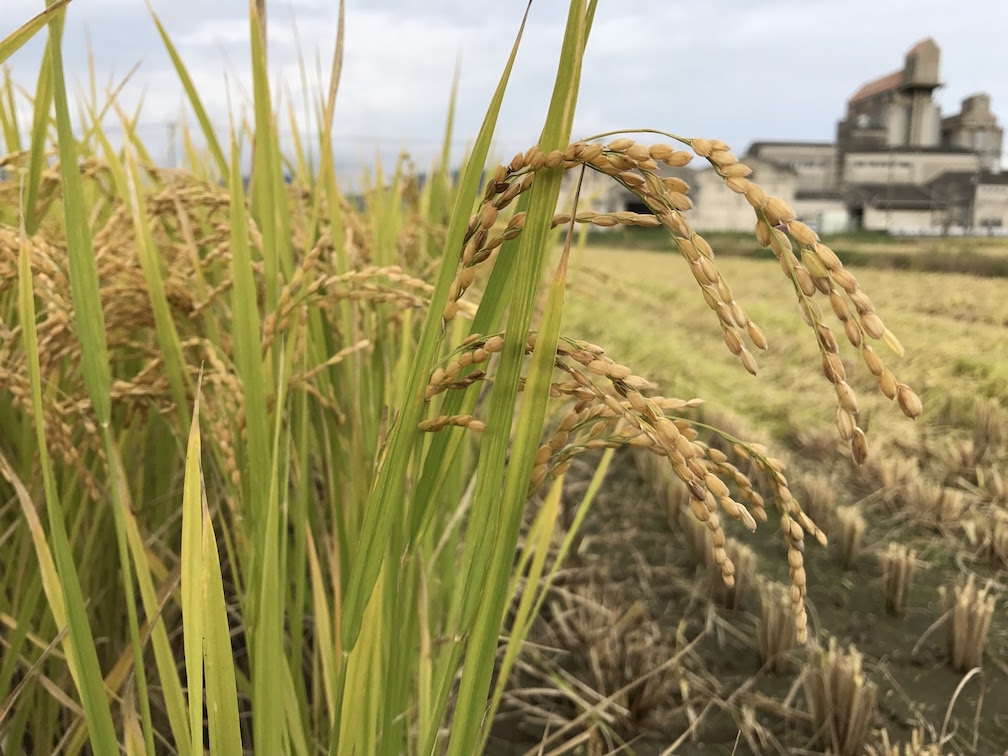 平成29年産つやおとめ