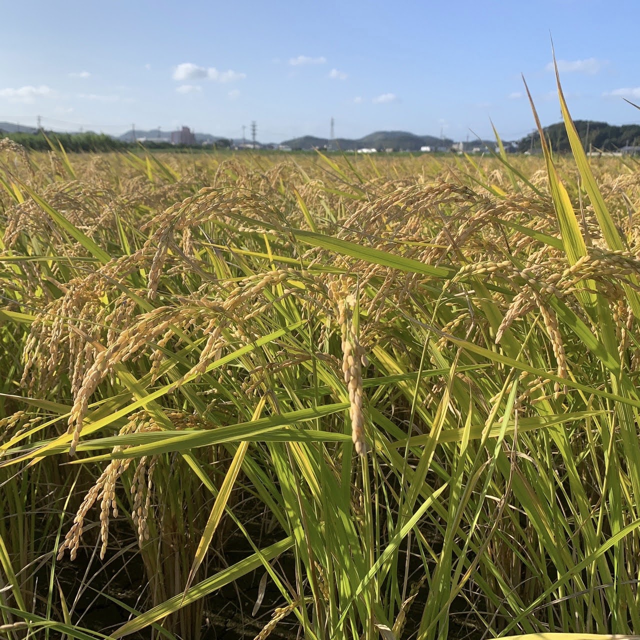 令和2年産 元気つくし