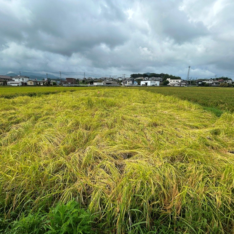 令和７年産　亀の尾　玄米５kg