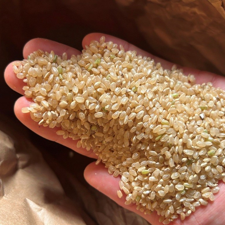 令和７年産　正信