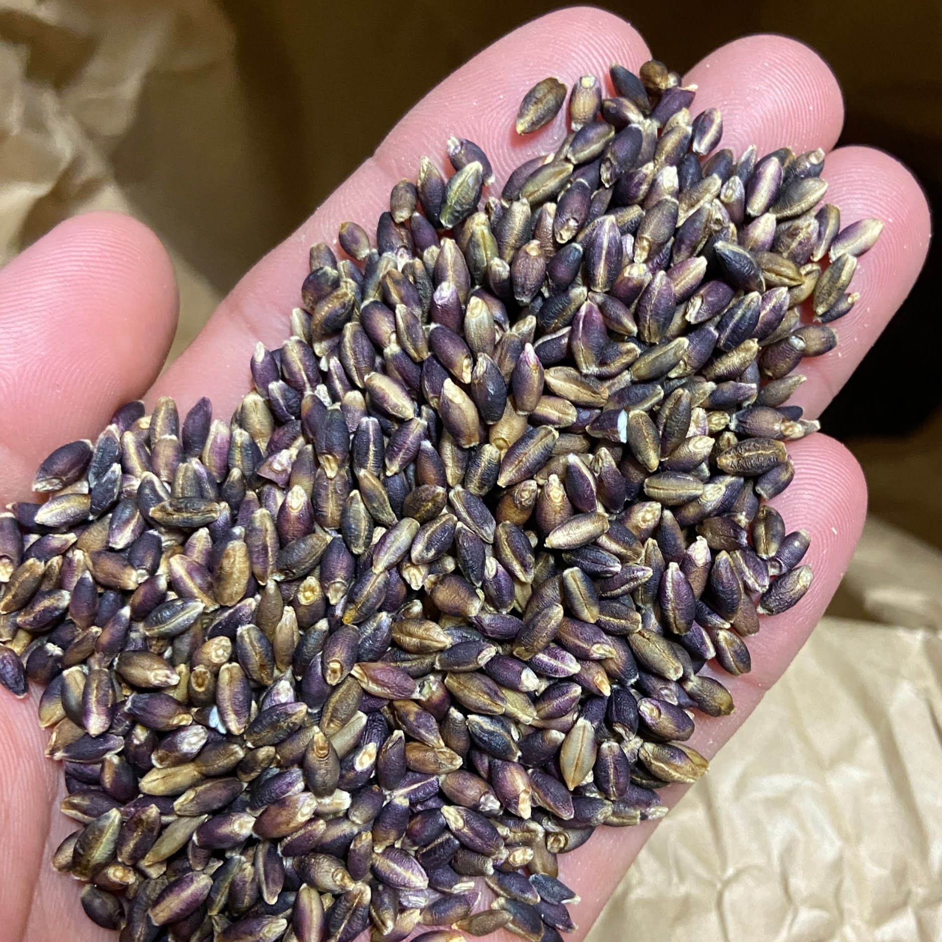 もち麦（玄麦）300g | 農業 福島園 - 農薬も化学肥料も使わない