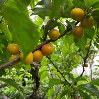 小梅の黄熟 1kg | 農業 福島園 - 農薬も化学肥料も使わない九州