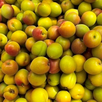 小梅の黄熟　１kg